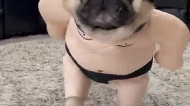 Pug Dressed as Sumo Wrestler