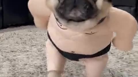 Pug Dressed as Sumo Wrestler