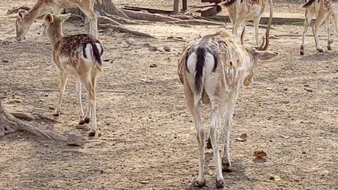 Beautiful and cute zoo animals