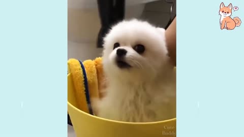 HILARIOUS DOG VIDEO