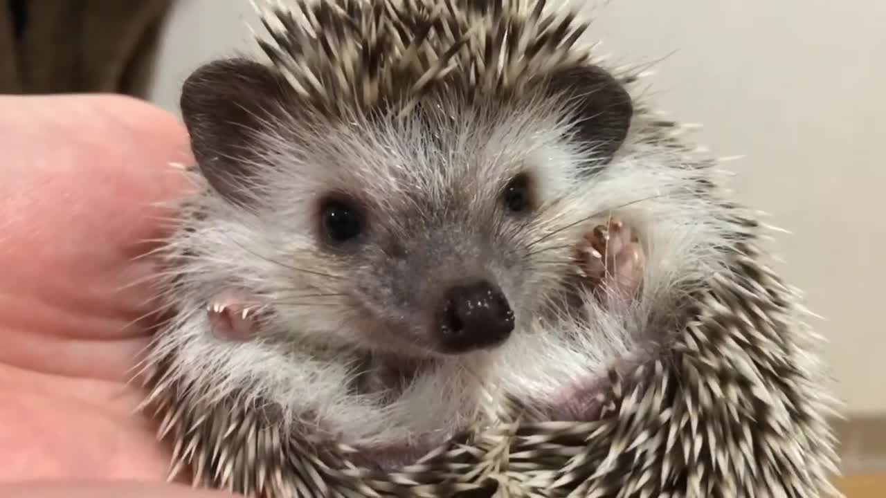 たった45秒でハリネズミが飼いたくなる動画!可愛すぎてつらい