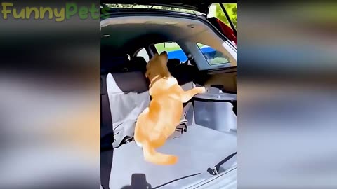 Funny Cats Compilation