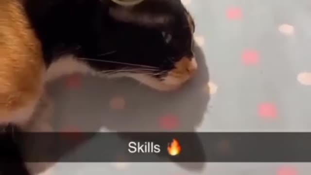 Cat showing his skills