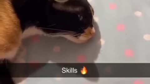 Cat showing his skills