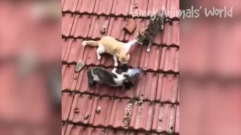 Funniest Dogs And Cats Videos 😅 - Best Funny Animal Videos 2022😇 #13