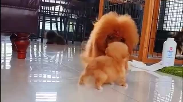 Cute tiny puppy makes a new friend