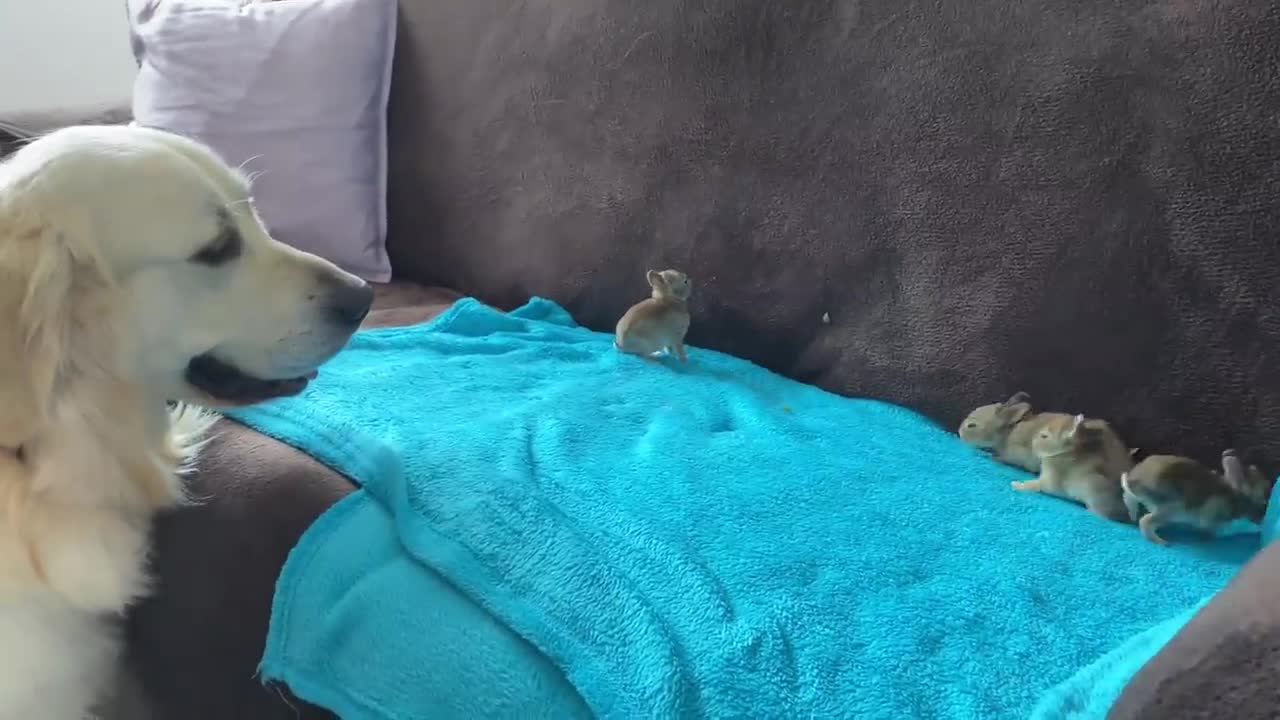 Golden Retriever Welcomes Baby Bunnies [CUTENESS OVERLOAD]