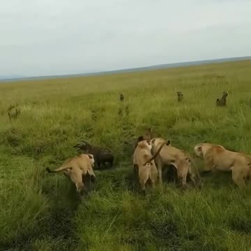 Lion x hyena Who is stronger hyena or lion?