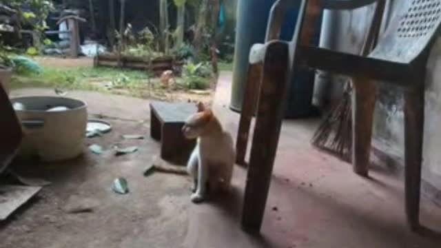 Cat | Funny Animals Videos Funniest Cats And Dogs Videos