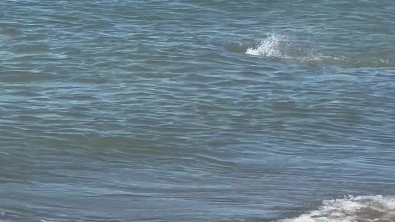 Land Puppy Meets Sea Puppy