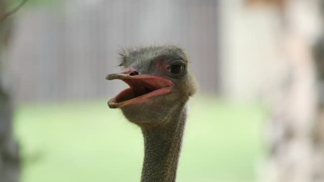 Close Up Shot Of Ostrich At The Ostrich Farm