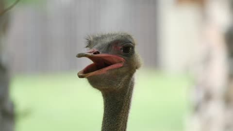 Close Up Shot Of Ostrich At The Ostrich Farm