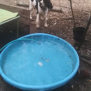 Benny playing in the pool