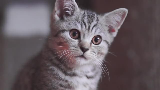 Cute kittens