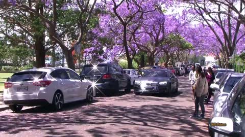 Jacaranda Season in Sydney Spring