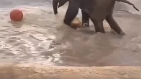 Watch the elephant play