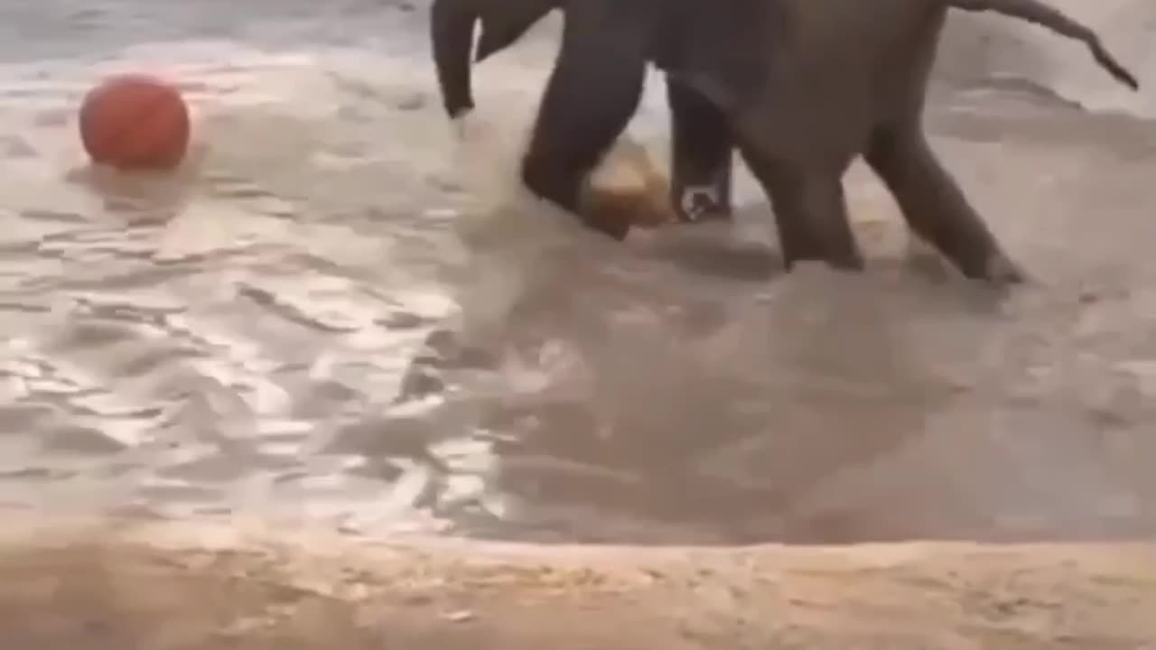 Watch the elephant play