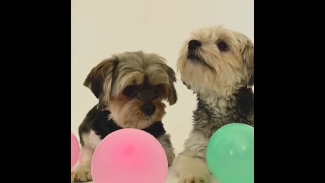 This dog breed is very shy and shy