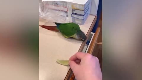 Smart And Funny Parrots Parrot Talking Videos Compilation P1 Super Dogs