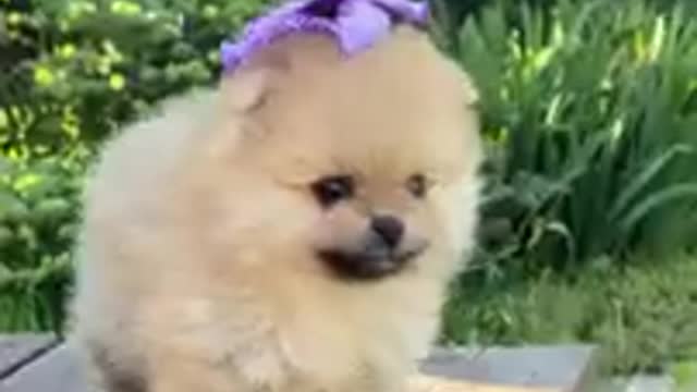 Super Funny Dogs Videos Best of the 2022 #Shorts