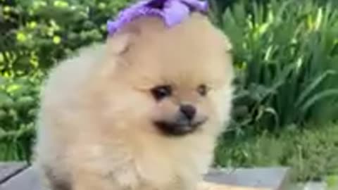 Super Funny Dogs Videos Best of the 2022 #Shorts