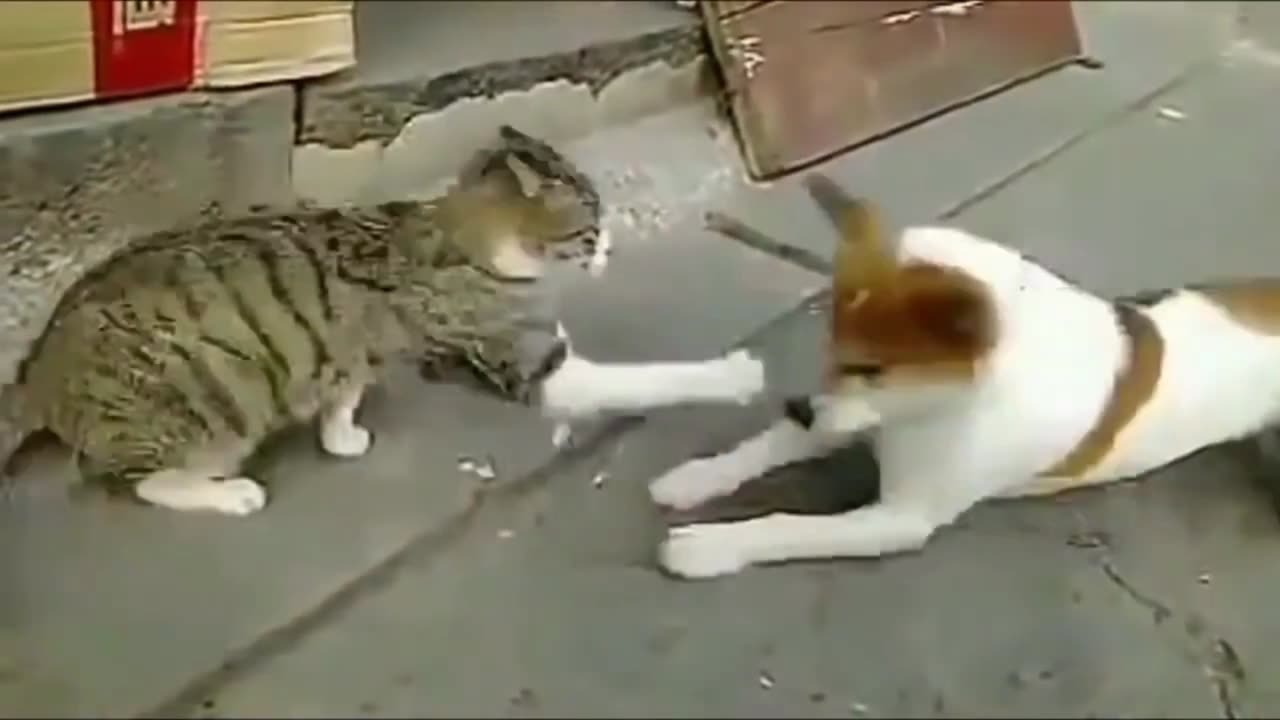 Angry Cats on Dogs|Parts 2> Brave Cats Fight with Dogs