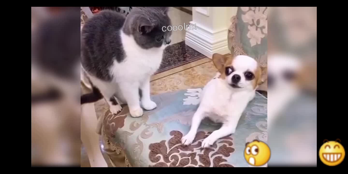 Watch Most funny pet , their activities surel, I makes you laugh😹