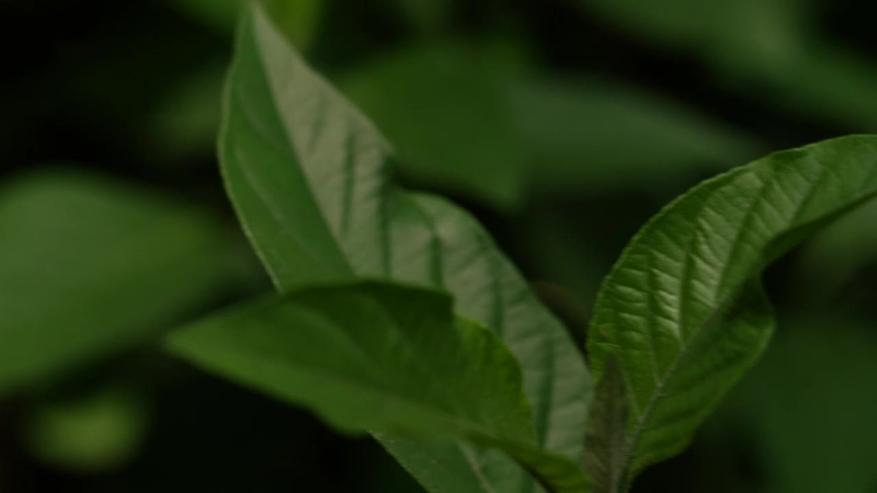 Small green leaves