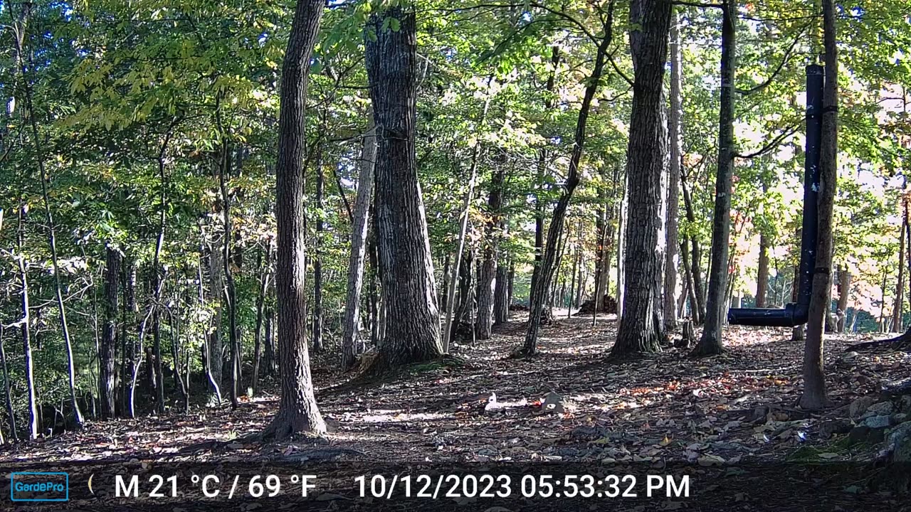 The Woods – 10/13/2023