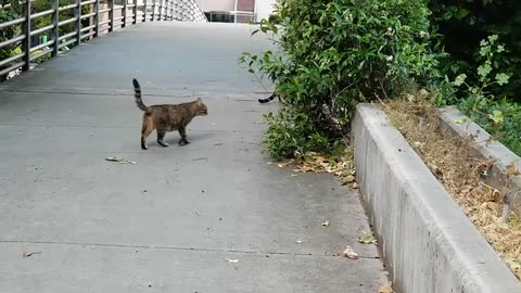 20240501 070807 CPACats2,3