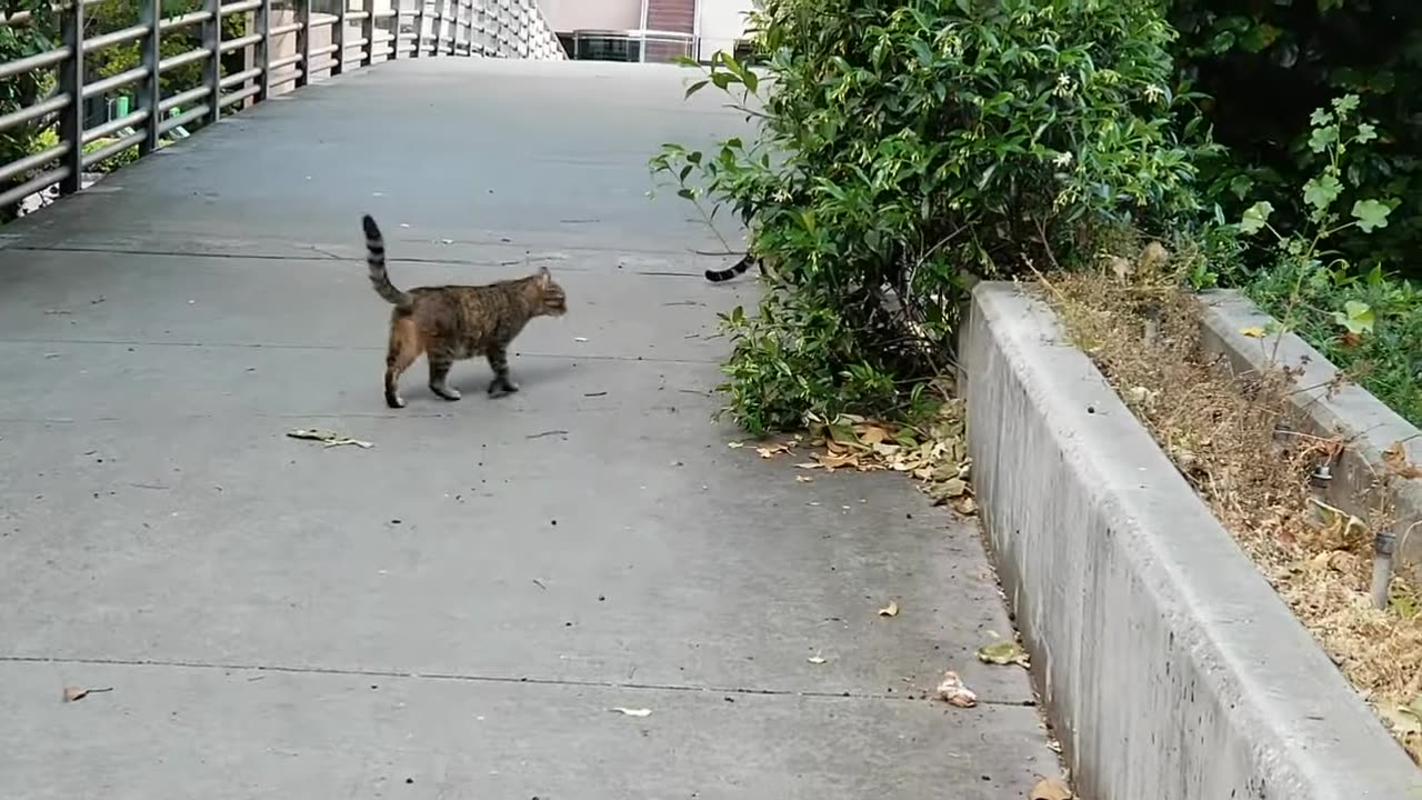 20240501 070807 CPACats2,3