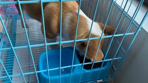 A little corgi's daily routine