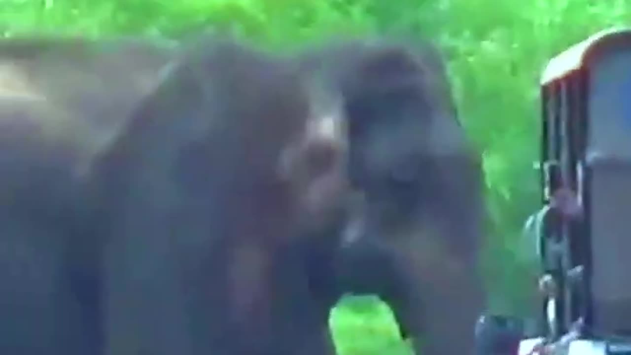 Touch Wild Elephant Come To Sri Lanka #short #shortvideo #elephant #elephantattack #viral