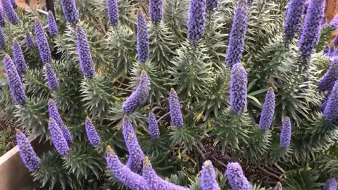 Echium Candicans 15 Seeds, Perennial Sub Shrub or Garden Bush, Pride Of Madeira Plants