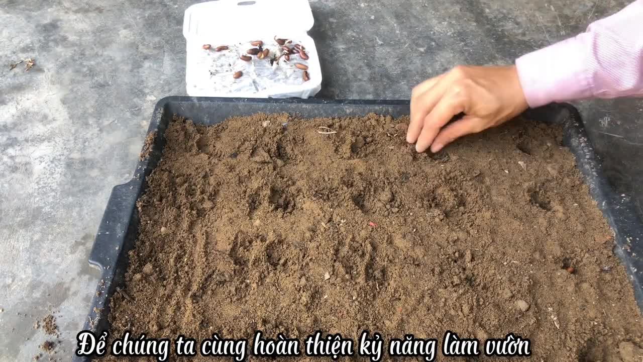 Fill the seeds with water