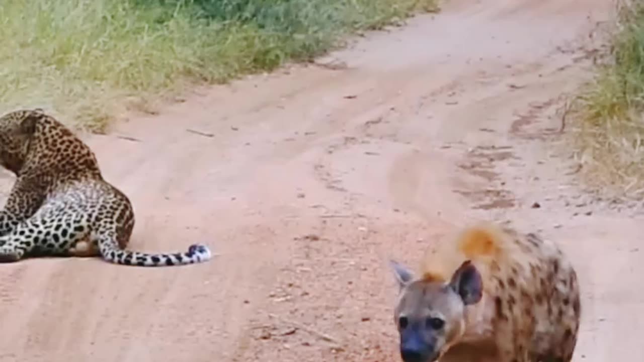 Hyena and leopard funny videos #animals funny videos #viral leopard funny videos #