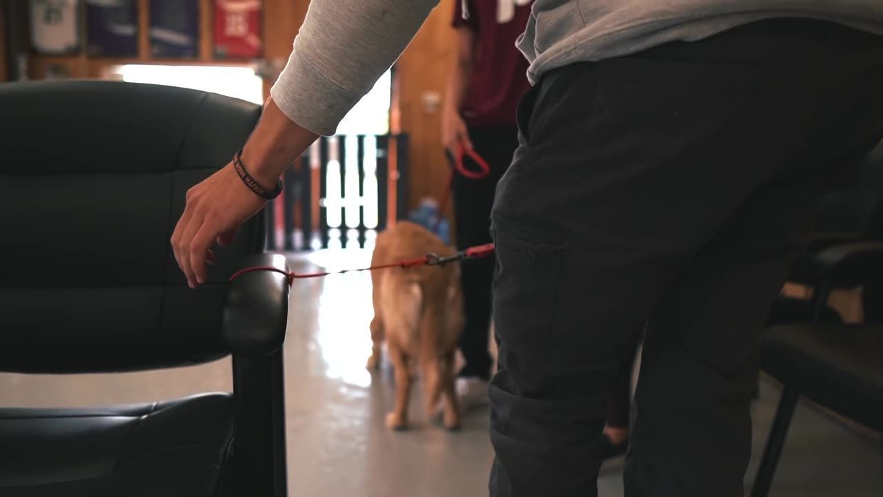 PUPPY TO CALM LOOSE LEASH WALKING