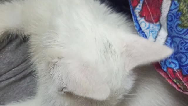 My milky is feeling sleepy