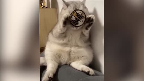 Funniest Cats 😹 Don't try to hold back Laughter😂