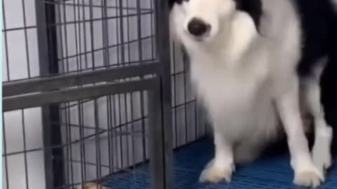 Cute dog videos
