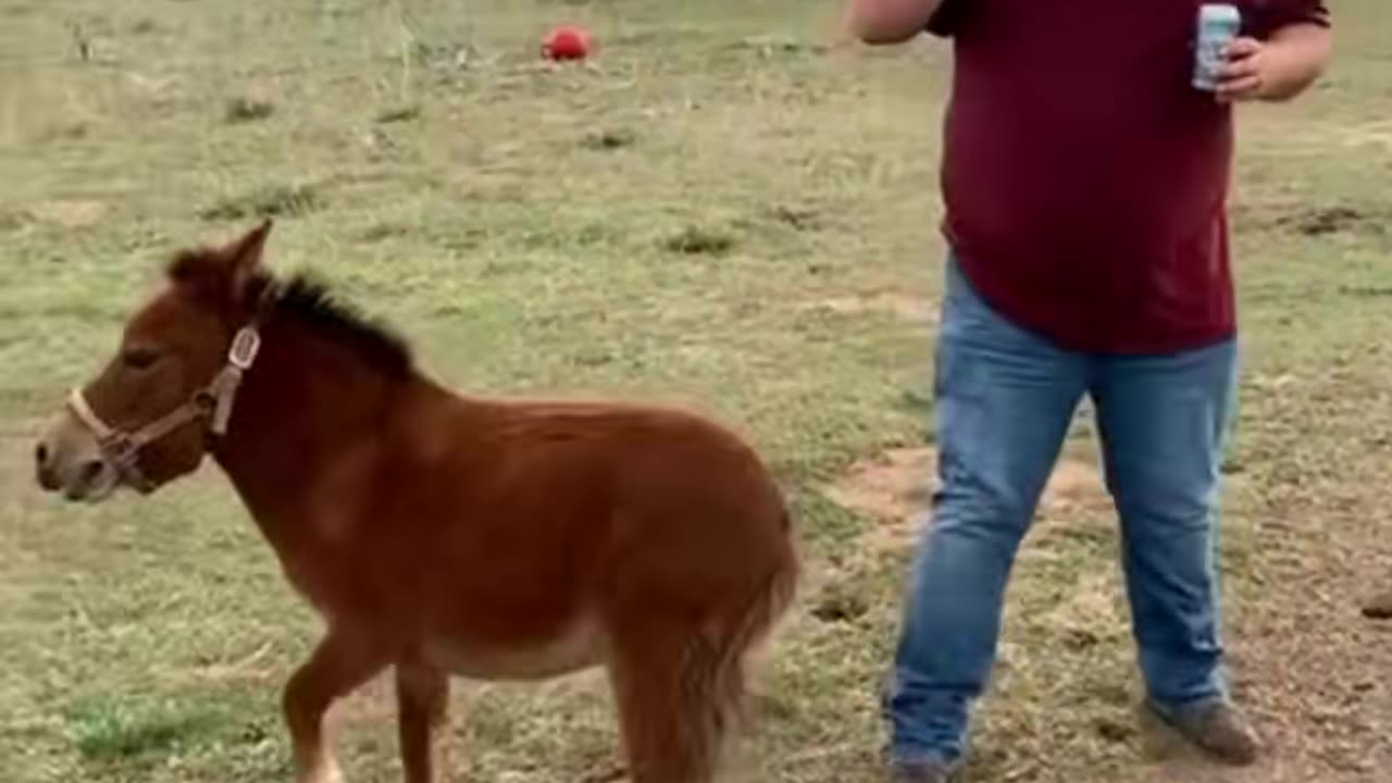 mini horse#minihorse