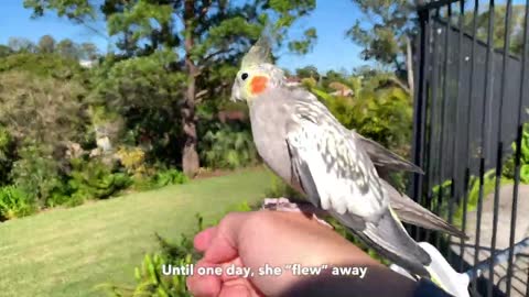 2022 the Toughest Year for Cockatiel Ana