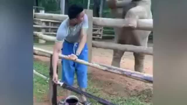 Mighty elephant will make great friendship with people.