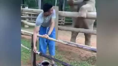 Mighty elephant will make great friendship with people.