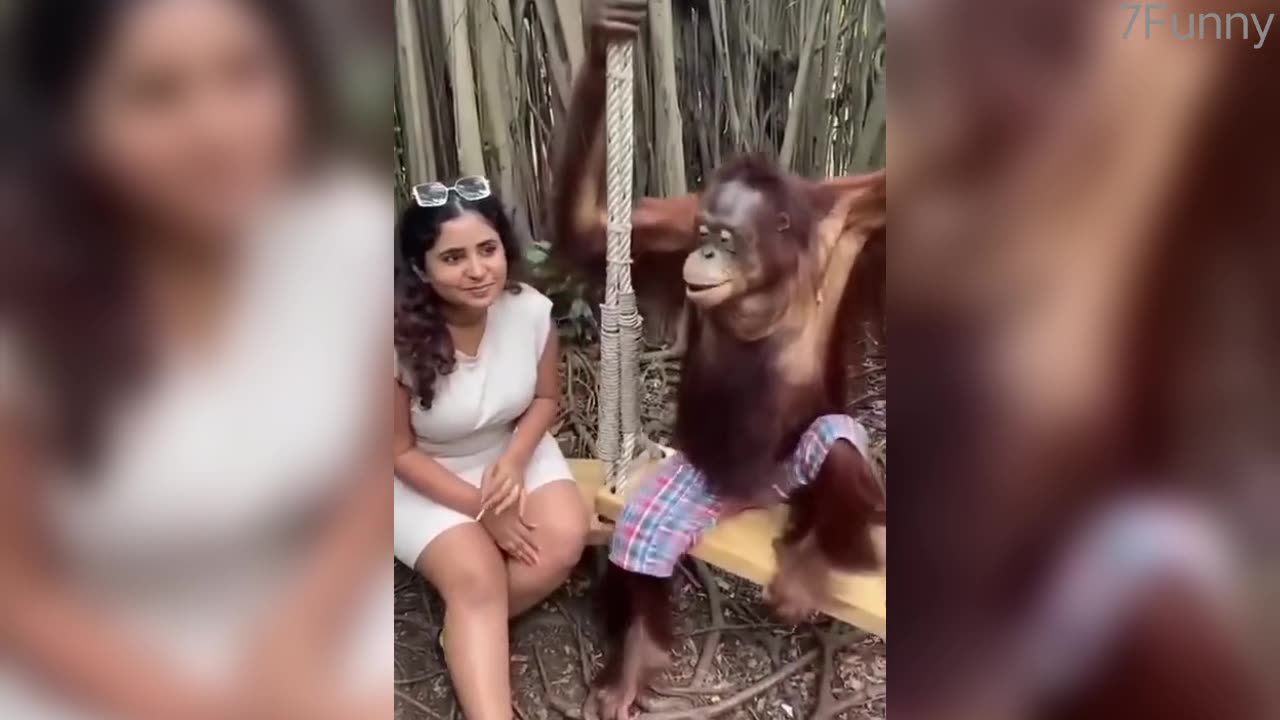 assortment of amusing monkey videos😁😁🤣