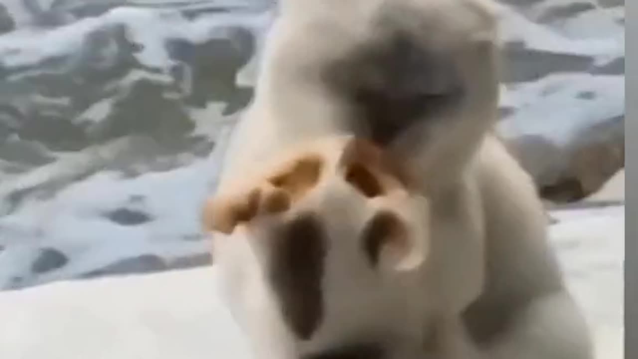 Cute animals