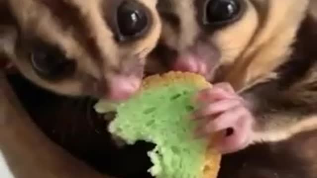 Baby Dogs Compilation 2022 Cute and Funny Dog Videos # 4 | 30 Minutes of Funny Puppy Videos