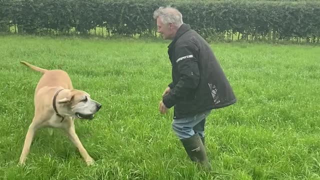 Great Dane Tries to Take Dad's Coat