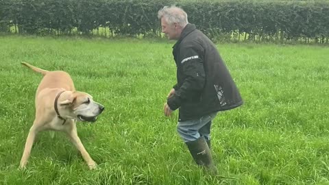 Great Dane Tries to Take Dad's Coat