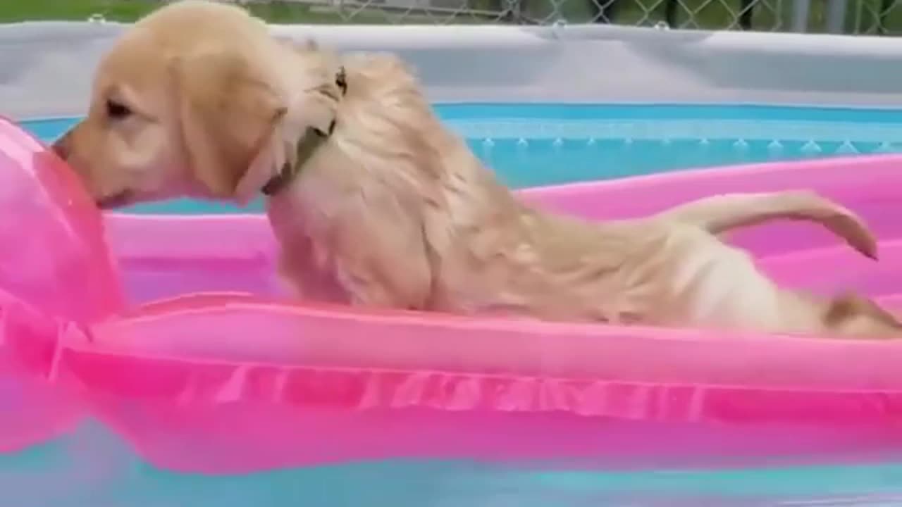 dog in swimming pool